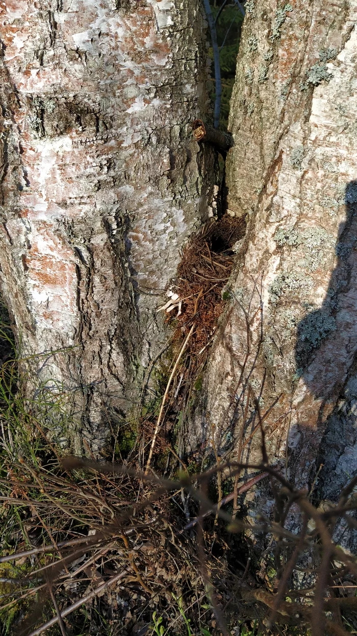 Near St. Petersburg the blackbirds have matured. And the mushrooms went - My, Leningrad region, Mushrooms, Birds, Thrush, Nest, Recipe, Longpost