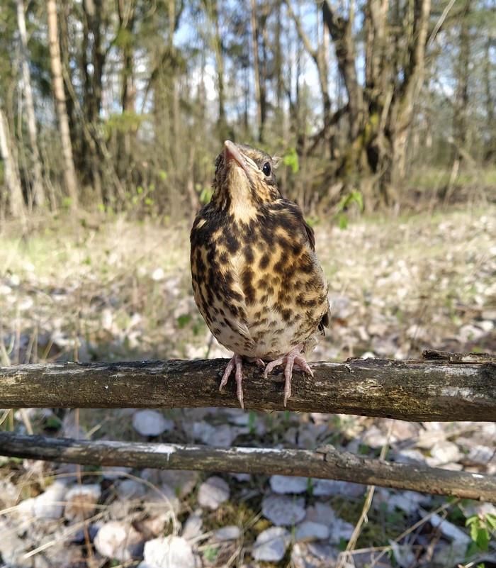какая птица меньше колибри. Смотреть фото какая птица меньше колибри. Смотреть картинку какая птица меньше колибри. Картинка про какая птица меньше колибри. Фото какая птица меньше колибри какая птица меньше колибри. Смотреть фото какая птица меньше колибри. Смотреть картинку какая птица меньше колибри. Картинка про какая птица меньше колибри. Фото какая птица меньше колибри