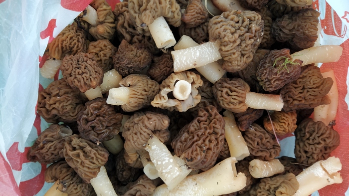 какая птица меньше колибри. Смотреть фото какая птица меньше колибри. Смотреть картинку какая птица меньше колибри. Картинка про какая птица меньше колибри. Фото какая птица меньше колибри какая птица меньше колибри. Смотреть фото какая птица меньше колибри. Смотреть картинку какая птица меньше колибри. Картинка про какая птица меньше колибри. Фото какая птица меньше колибри