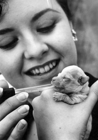 American woman feeding a puppy - USA, Puppies, Girls, Feeding, 1962, Dog, Black and white photo