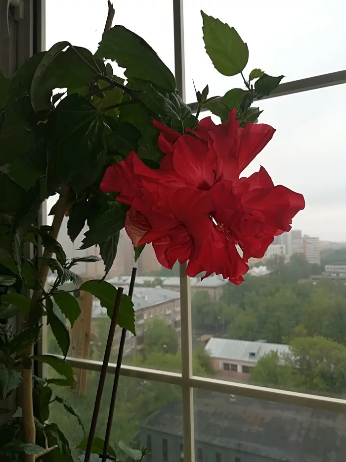 My hibiscus is blooming! - My, Flowers, Chinese Rose, Hibiscus