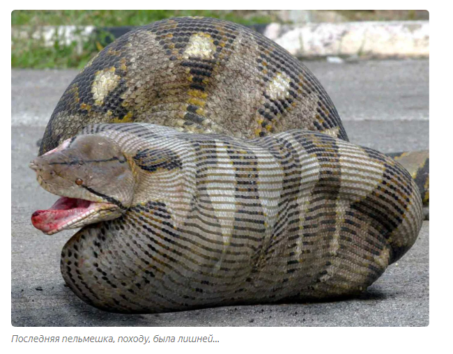 How do snakes eat animals that are 3-4 times wider than their jaws? - Snake, Animals, Yandex Zen, Longpost