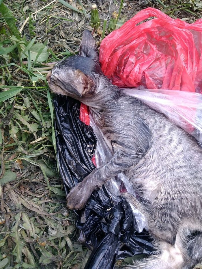 Kitten found in trash can | Ekaterinburg - My, Yekaterinburg, In good hands, cat, Animal Rescue, No rating, Video, Longpost