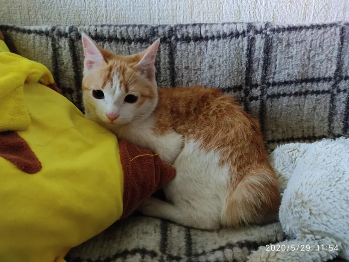 Kitten is looking for a home in Almaty - My, cat, In good hands, Help, Almaty, No rating