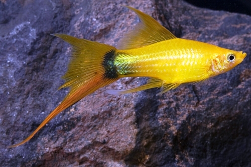 Sword bearers. A selection of fish photos - Swordtail, Aquarium fish, Aquarium, A selection, Longpost, A fish