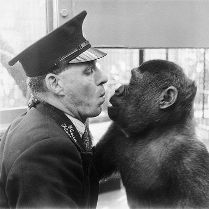 To the monkeys with love - Black and white photo, Zoo, Men, Monkey, London, 50th