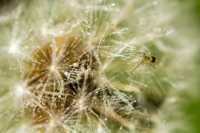 An unexpected meeting at the dandelion) - My, Spider, Macro photography, Dandelion