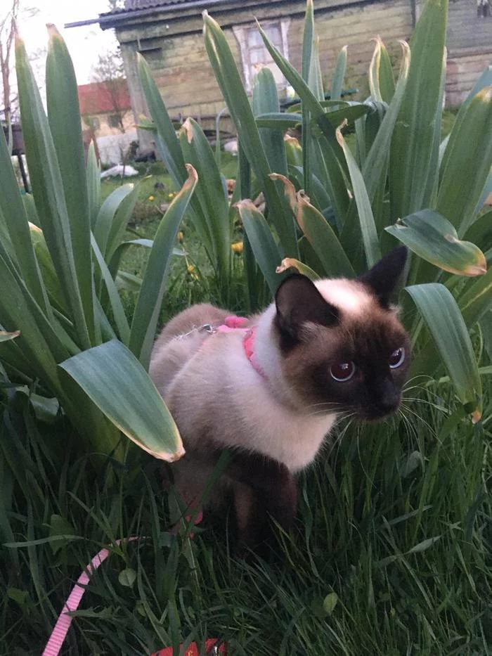 Serious hunter - My, cat, Milota, Siamese cat