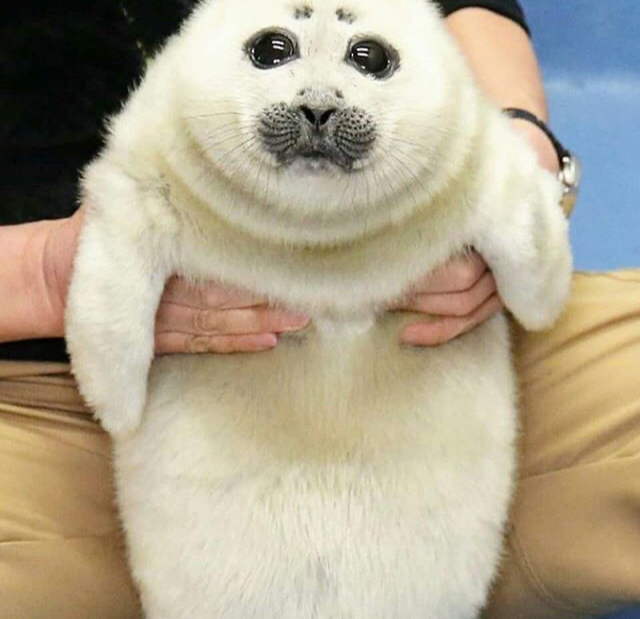 Fluffy philosopher - Seal, Young, Milota, Marine life