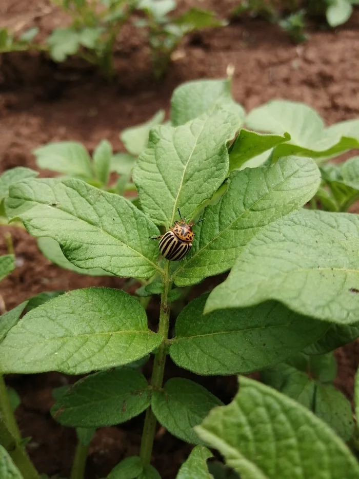 Omnomnom - My, Colorado beetle, Potato, Insects