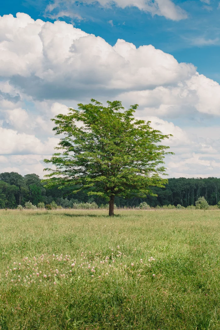 On the banks of the Kuban - My, The photo, Tree, Summer, Greenery, Meadow, Forest