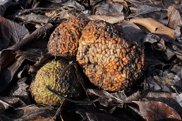 Что это за штука - 97 Перевел сам, Reddit, WhatIsThisThing, Видео, Длиннопост Что это за штука - 97 Перевел сам, Reddit, WhatIsThisThing, Видео, Длиннопост