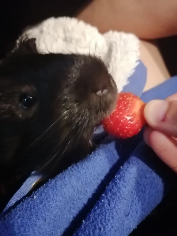 When I ate strawberries and fell asleep on my man - My, Guinea pig, Strawberry (plant), Dream, Milota, The photo, Longpost, Animals