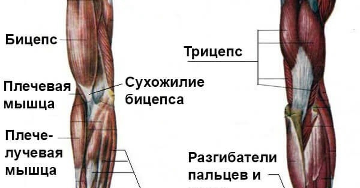 Карта мышц руки