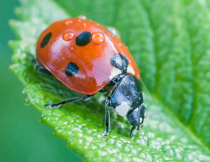 Photos of insects - My, Macro photography, The photo, Insects, Longpost