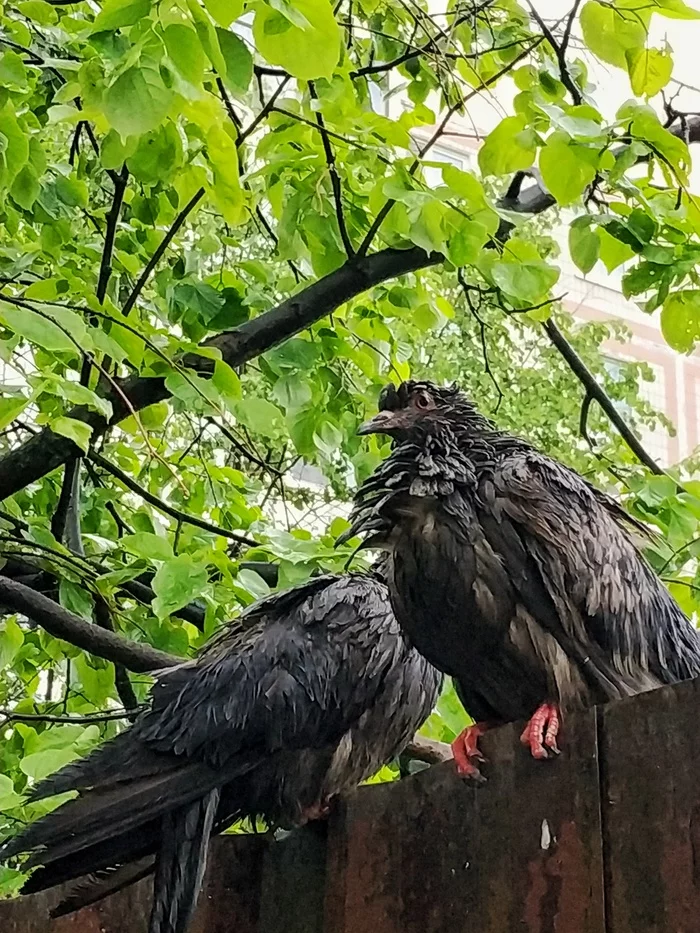 You are not you when you are cold and wet! - My, Cold, Wet, Rain, Mobile photography, Birds, Pigeon