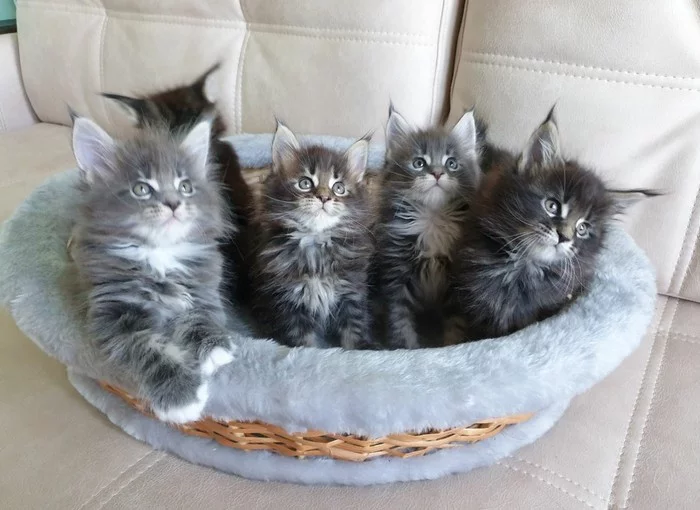 Mainkunyata - My, Kittens, Maine Coon, Pets, cat