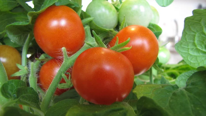 Wow, wow, wow, tomato heaven :D - My, Cherry tomatoes, Vegetable garden on the windowsill, Hydroponics, cat, Longpost