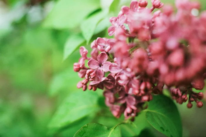 Analog flowers - My, camera roll, The photo, Flowers, Kyiv-19, Helios-81n, Spring, Nature, Hobby, Longpost