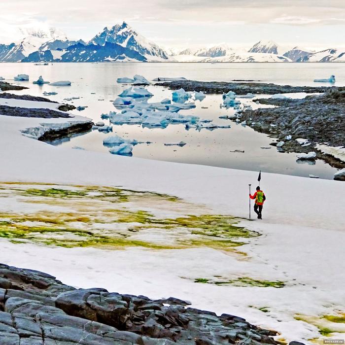 Antarctica is starting to turn green - Antarctica, Seaweed, Global warming, Botany