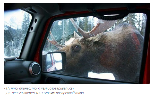 Moose: Born for battle. War with wolves, bears, cars and each other - Elk, Animals, Animal book, Yandex Zen, GIF, Longpost