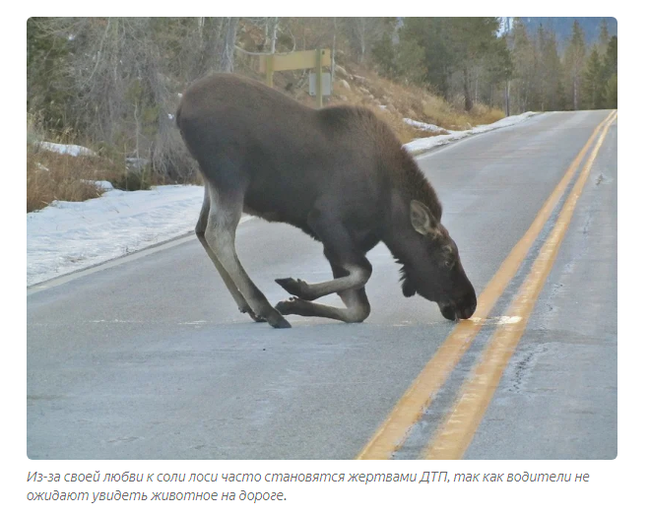 Moose: Born for battle. War with wolves, bears, cars and each other - Elk, Animals, Animal book, Yandex Zen, GIF, Longpost