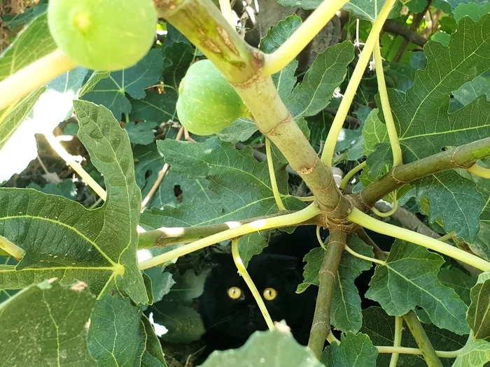 Chekist in the fig bushes - My, cat, Fig