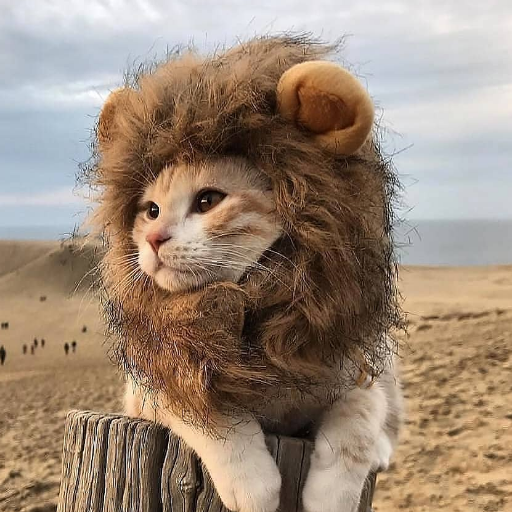 When there is a lion in the soul - cat, a lion, Pets, Costume, Mane