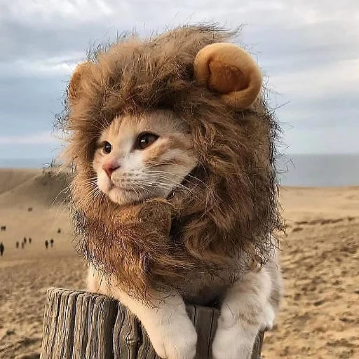 When there's a lion in your soul - cat, a lion, Pets, Costume, Mane