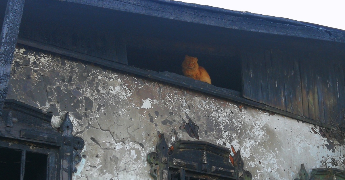Сгоревший кот. Сгоревший кот