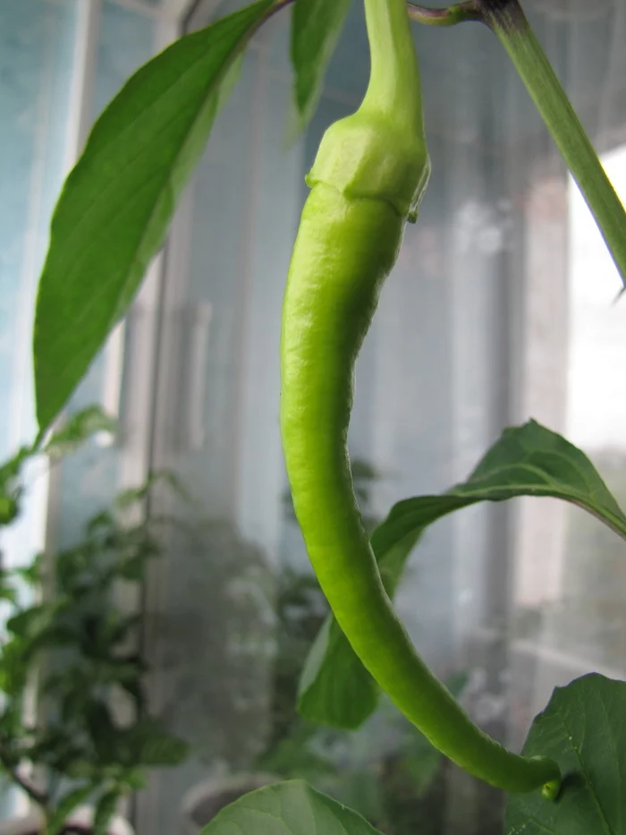 Sweet Cayenne. Sweet Cayenne worms :D - My, Hot peppers, Vegetable garden on the windowsill, Hydroponics, Pepper farming, Longpost