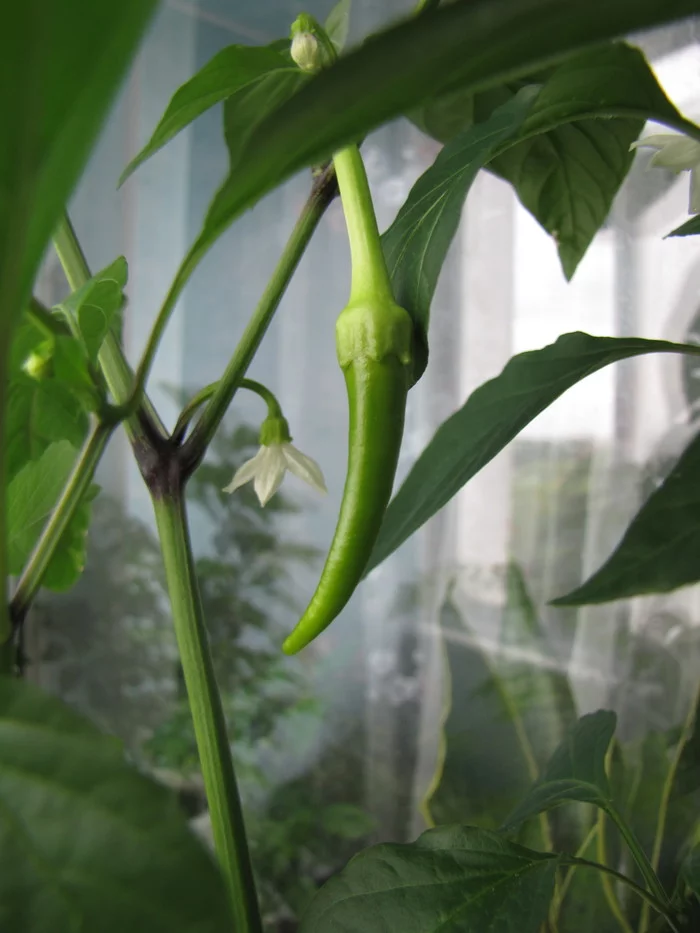 Sweet Cayenne. Sweet Cayenne worms :D - My, Hot peppers, Vegetable garden on the windowsill, Hydroponics, Pepper farming, Longpost