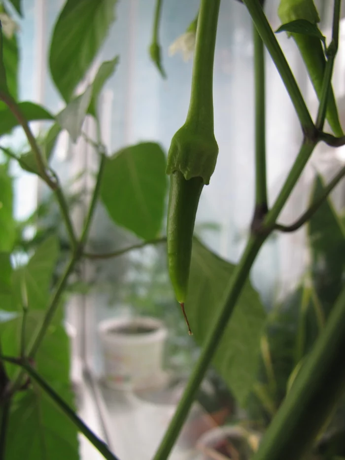 Sweet Cayenne. Sweet Cayenne worms :D - My, Hot peppers, Vegetable garden on the windowsill, Hydroponics, Pepper farming, Longpost