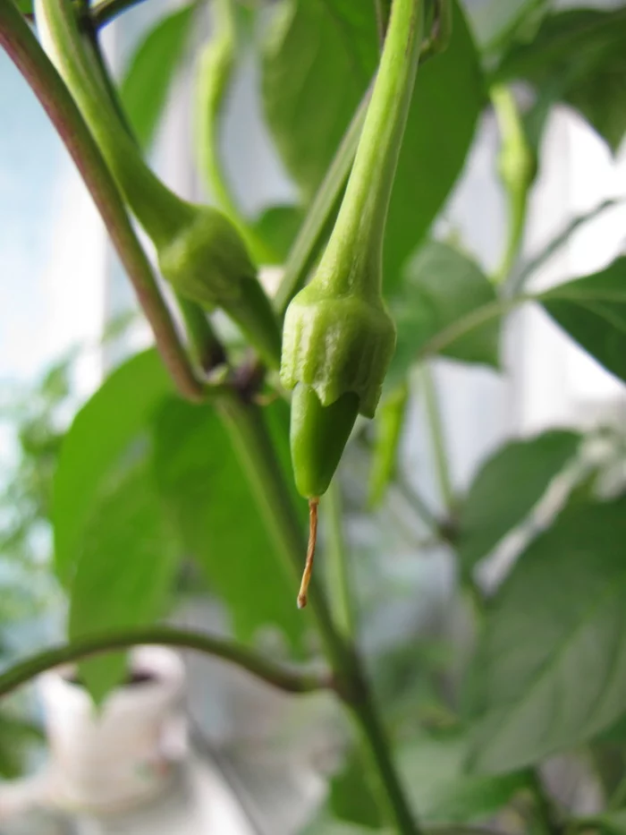 Sweet Cayenne. Sweet Cayenne worms :D - My, Hot peppers, Vegetable garden on the windowsill, Hydroponics, Pepper farming, Longpost