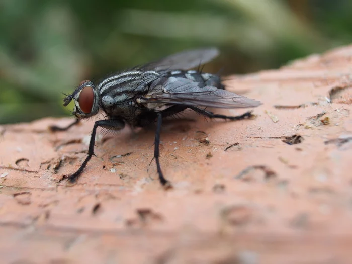 Flies, flies, flies - My, Муха, Insects, Macro photography, Text