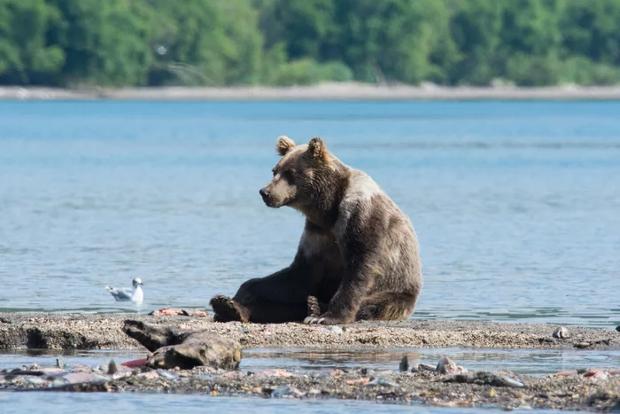 Tired - The Bears, Brown bears, wildlife, Kamchatka, Kuril lake, Fatigue, The photo, Animals