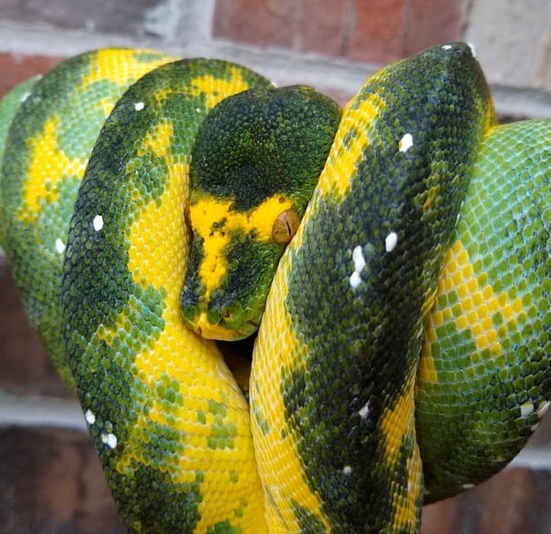 Green pythons - Snake, green python, wildlife, Longpost