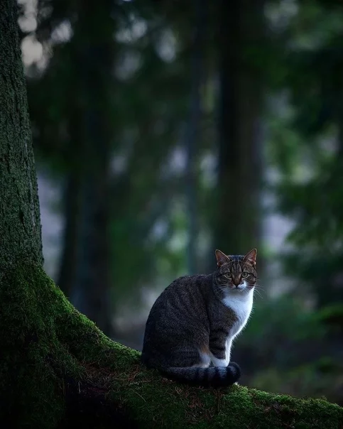 Heaven on Earth - cat, Longpost, Paradise, Calmness, Images