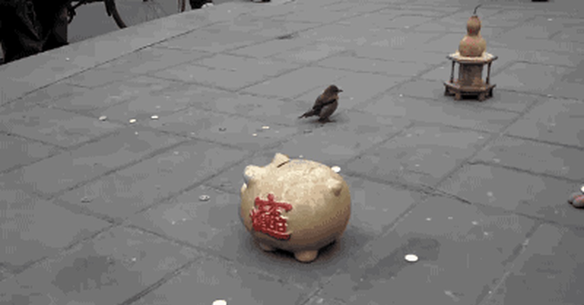 Cool bird :) - Birds, Money box, GIF, Money, From the network, Training