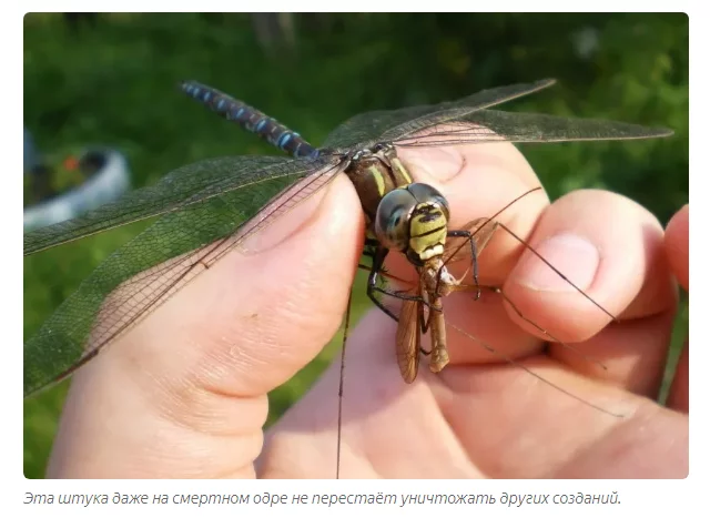 Big rocker: The birth of Russian dragonflies - a scene that turns inside out - Arthropods, Dragonfly, Animals, Yandex Zen, GIF, Longpost