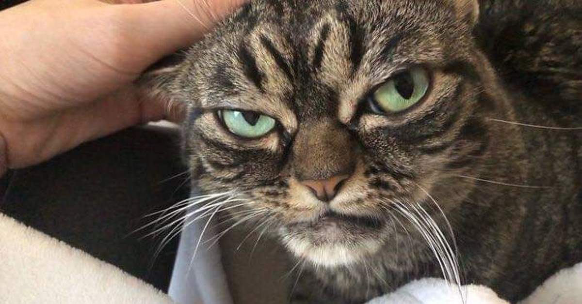 Печальная история