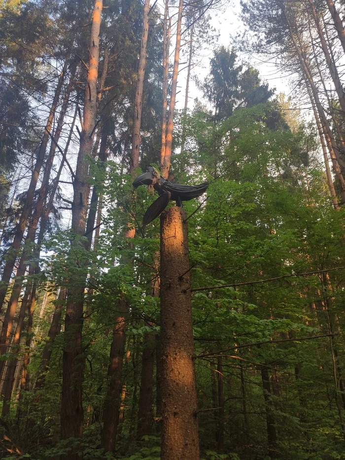 Чудеса в лесу - Моё, Фотография, Лес, Интересное, Необычное, Длиннопост