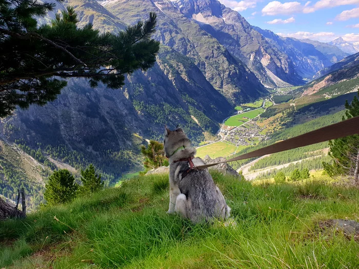 Walking through the Swiss Alps. Prologue - My, Travels, Hike, Travel to Europe, The mountains, Alps, Switzerland, Husky, Longpost, Dog