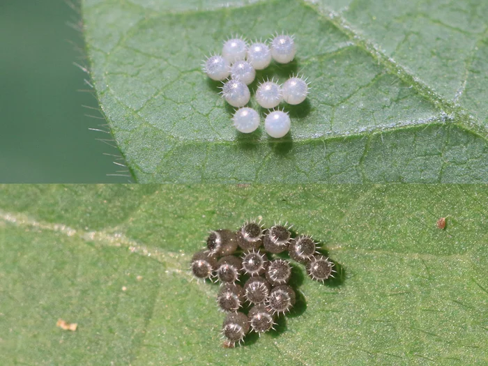 Что это за штука - 98 Перевел сам, Reddit, WhatIsThisThing, Видео, Длиннопост Что это за штука - 98 Перевел сам, Reddit, WhatIsThisThing, Видео, Длиннопост