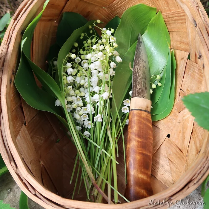 May lilies of the valley - My, Lilies of the valley, Forest, Veronica, Mushrooms, Mushroom pickers, Longpost