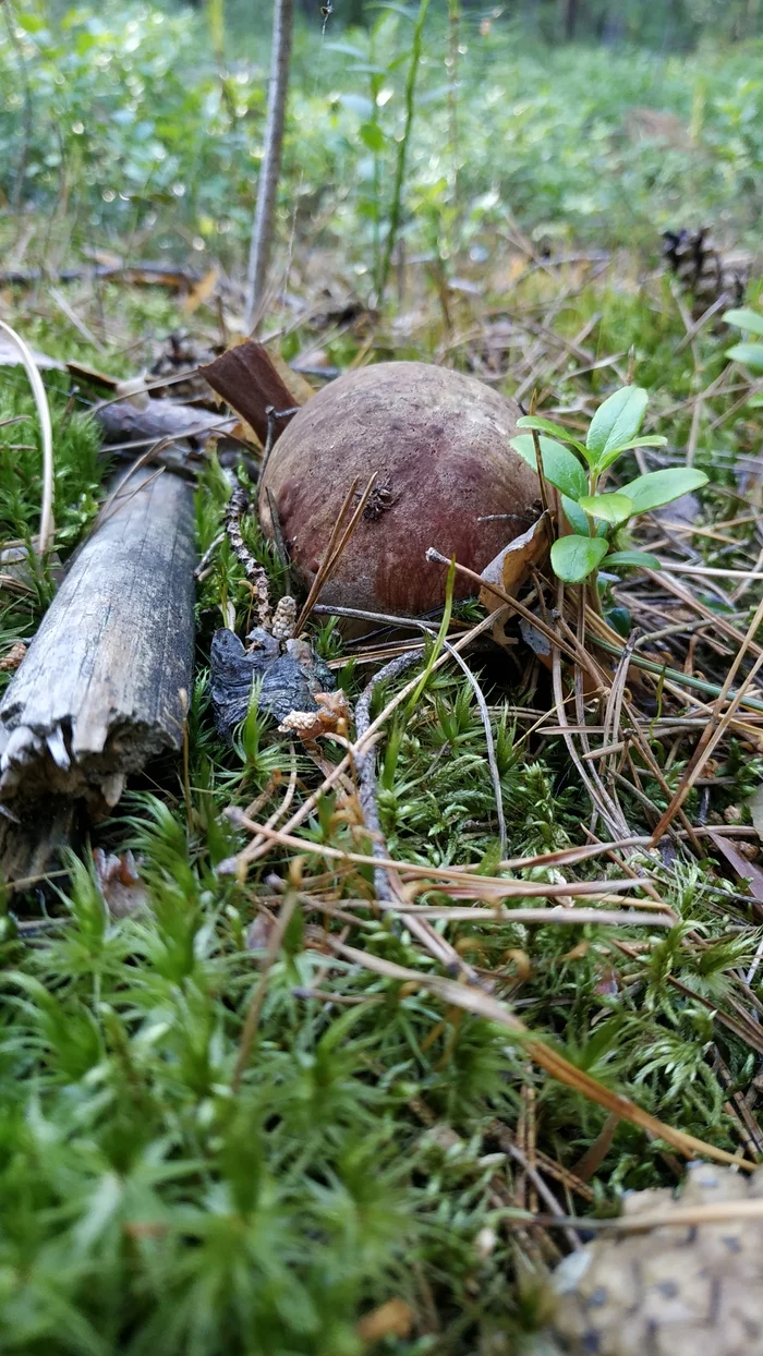 Mushrooms-2 - My, Walk in the woods, Mushrooms, Borovichki, Longpost