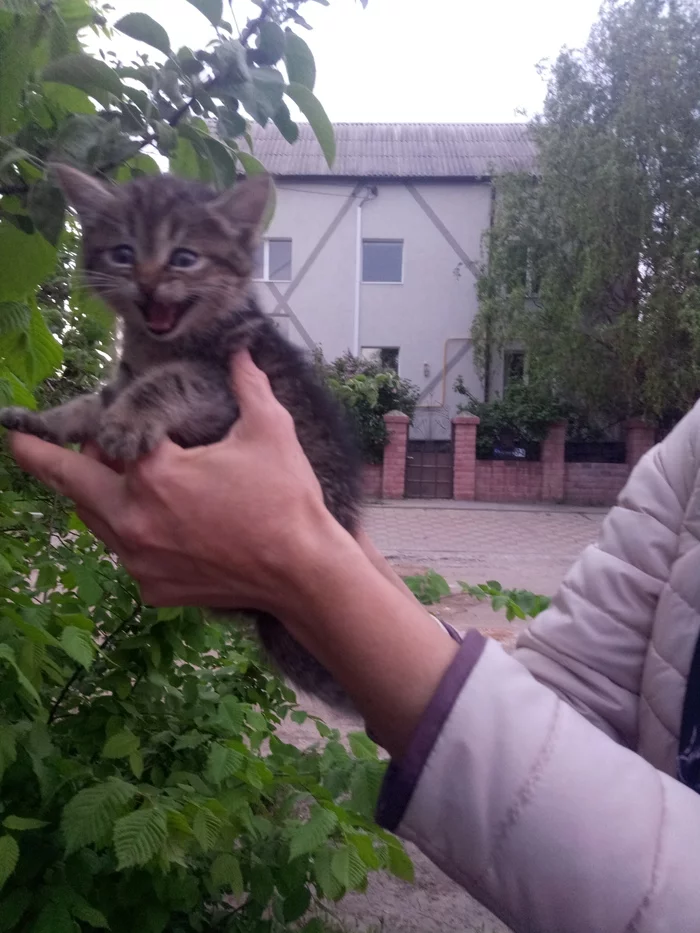 A smart little cat is looking for a home. Post-chance - My, cat, Kittens, No rating, Tricolor cat, Cat lovers, In good hands, Longpost, Kharkov