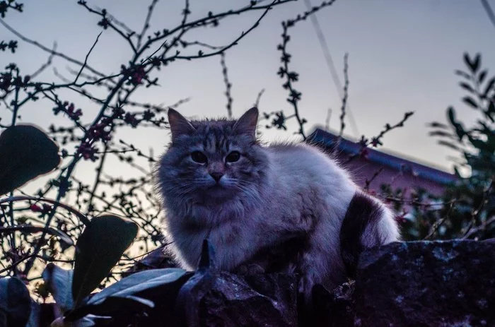 Just a cat - My, cat, Spring, Fluff, Longpost