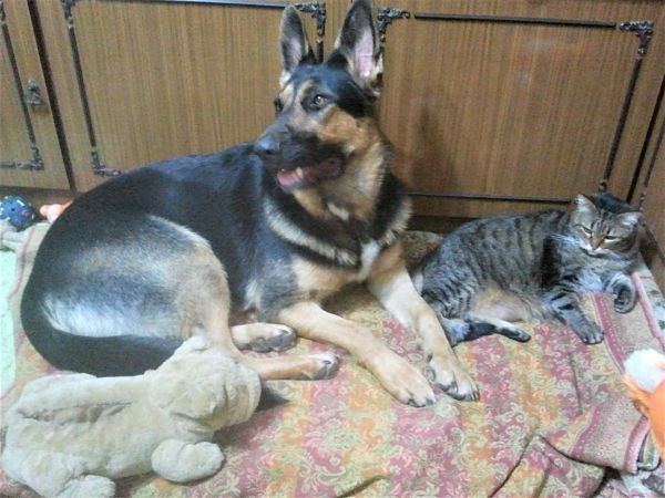 Like a dog with a cat - My, Dog, cat, Pets, German Shepherd, Yandex Zen, Longpost