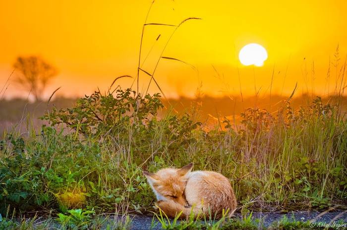 Nice place to sleep - Fox, Animals, Wild animals, Dream, The photo, Sunset